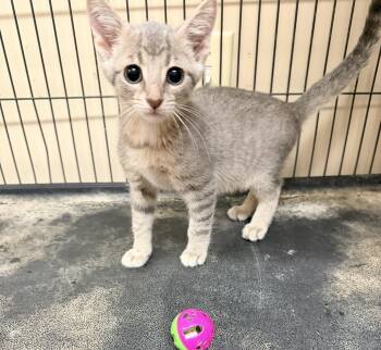 Walter -  Domestic Short Hair Cat for Adoption in Logan, Ohio - Walter | PetCurious
