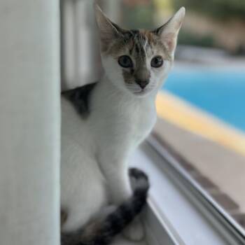 Cricket -  Domestic Short Hair Cat for Adoption in Tallahassee, Florida - Cricket | PetCurious