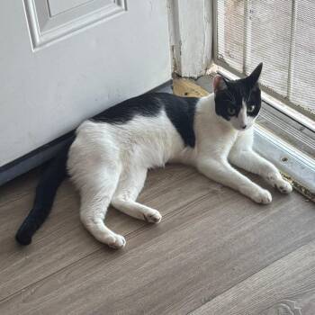 Sky -  Domestic Short Hair Cat for Adoption in Hemet, California - Sky | PetCurious