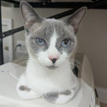 Crystal -  Siamese Cat for Adoption in South Elgin, Illinois - Crystal | PetCurious