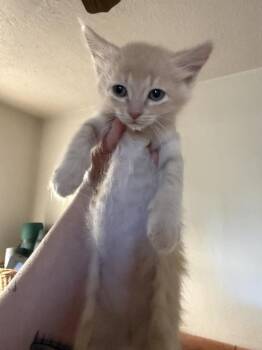 Domestic Medium Hair Cats Available for Adoption - Penn | PetCurious