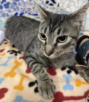 FRITTER -  Domestic Short Hair Cat for Adoption in Pensacola, Florida - FRITTER | PetCurious