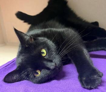 Smurf is a mushy gushy plush handsome boy made for therapy - VID -  Bombay Cat for Adoption in Bedford Hills, New York - Smurf Is A Mushy Gushy Plush Handsome Boy Made For Therapy - VID | PetCurious