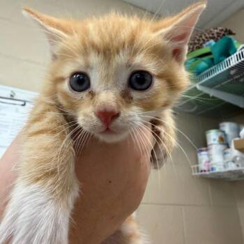 Domestic Short Hair Cats Available for Adoption in Troy, Virginia - Sherman | PetCurious