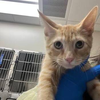 OZZY -  Domestic Short Hair Cat for Adoption in Las Vegas, Nevada - OZZY | PetCurious