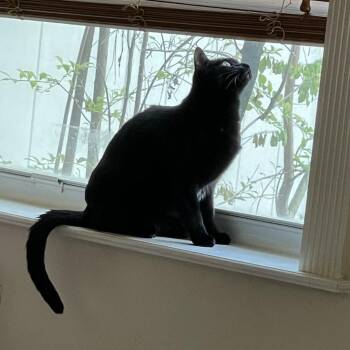 Salem -  Domestic Short Hair Cat for Adoption in West Palm Beach, Florida - Salem | PetCurious