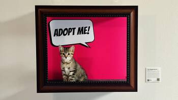 Rescue Tabby and Abyssinian Cats for Adoption in Los Angeles, California - Luke | PetCurious