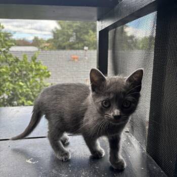 Rescue Russian Blue Cats for Adoption in Costa Mesa, California - Ashley | PetCurious