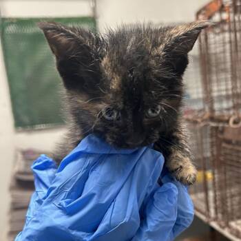 Domestic Short Hair Cats Available for Adoption in Philadelphia, Pennsylvania - Hollery | PetCurious