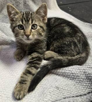 Peter -  Domestic Short Hair Cat for Adoption in Saint Charles, Missouri - Peter | PetCurious