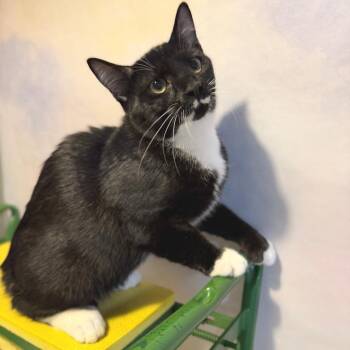 V.C. Andrew -  Domestic Short Hair Cat for Adoption in Fredericksburg, Virginia - V.C. Andrew | PetCurious