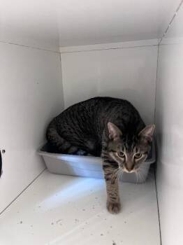 Jasper -  Domestic Short Hair Cat for Adoption in Rochester, New York - Jasper | PetCurious