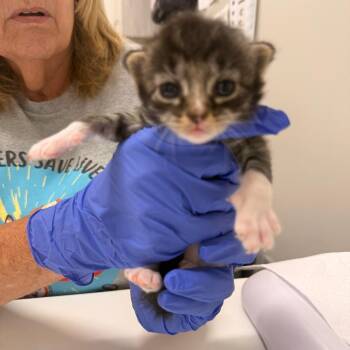 Hudson -  Domestic Short Hair Cat for Adoption in Chattanooga, Tennessee - Hudson | PetCurious