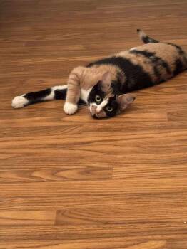 Rescue Domestic Short Hair Cats for Adoption in Bossier City, Louisiana - Clara | PetCurious