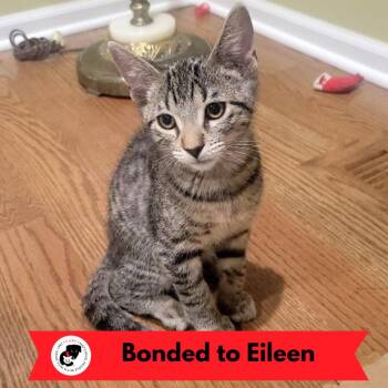 Wally -  Domestic Short Hair Cat for Adoption in Skokie, Illinois - Wally | PetCurious
