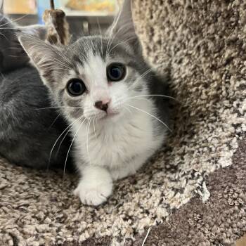 Gia -  Domestic Short Hair Cat Available for Adoption in Palmetto, Florida - Gia | PetCurious