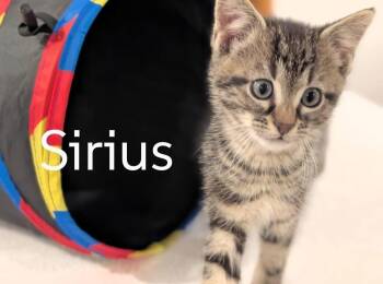 Domestic Short Hair Cats Available for Adoption in Battle Creek, Michigan - Sirius | PetCurious