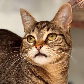 Rescue Domestic Short Hair Cats for Adoption in Midland, Michigan - Neka | PetCurious