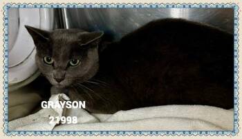 GRAYSON -  Domestic Short Hair Cat for Adoption in Marietta, Georgia - GRAYSON | PetCurious