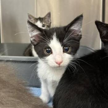 Checkers -  Domestic Short Hair Cat for Adoption in Indianapolis, Indiana - Checkers | PetCurious