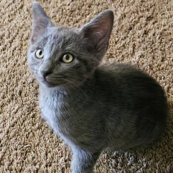 Tator Tot -  Domestic Short Hair Cat for Adoption in Hemet, California - Tator Tot | PetCurious