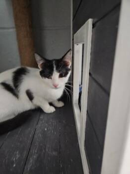 Rosie The Riviter -  Domestic Short Hair Cat for Adoption in Huntington, Indiana - Rosie The Riviter | PetCurious