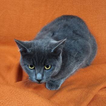 Rescue Domestic Short Hair Cats for Adoption in Coos Bay, Oregon - Ash | PetCurious