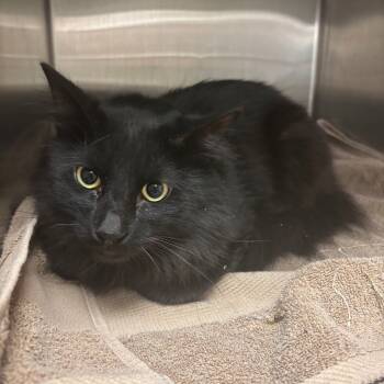 Rescue Domestic Long Hair Cats for Adoption in Ottawa, Kansas - Buster | PetCurious