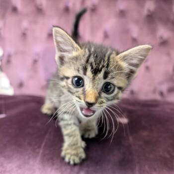 Raisin -  Domestic Short Hair Cat for Adoption in Nowata, Oklahoma - Raisin | PetCurious