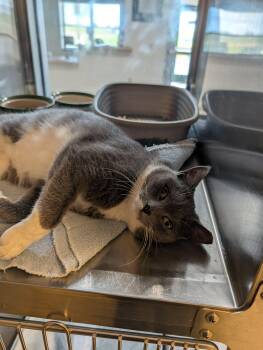 Rescue Domestic Short Hair Cats for Adoption in Chambersburg, Pennsylvania - Gus | PetCurious
