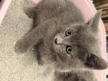 Russian Blue Cats Available for Adoption in Charlotte, North Carolina - Bacon And Porkbelly  | PetCurious