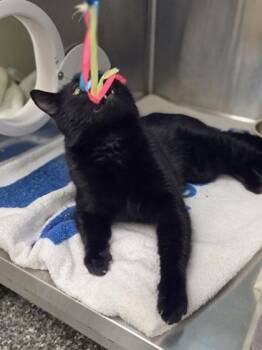 Domestic Medium Hair and Domestic Short Hair Cats Available for Adoption in Westland, Michigan - Craftsman | PetCurious