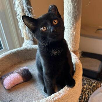 Rescue Domestic Short Hair Cats for Adoption in Grand Rapids, Michigan - Brandy | PetCurious
