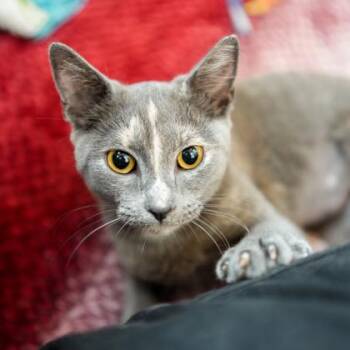 Domestic Short Hair Cats Available for Adoption in Atlanta, Georgia - Tiffany | PetCurious