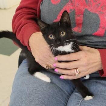 Antonio -  Domestic Short Hair Cat for Adoption in Birmingham, Alabama - Antonio | PetCurious