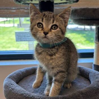Nutmeg -  Domestic Short Hair Cat Available for Adoption in Naperville, Illinois - Nutmeg | PetCurious