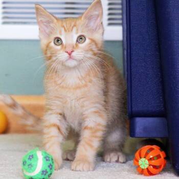 Pippin -  Tabby Cat for Adoption in Grand Rapids, Michigan - Pippin | PetCurious
