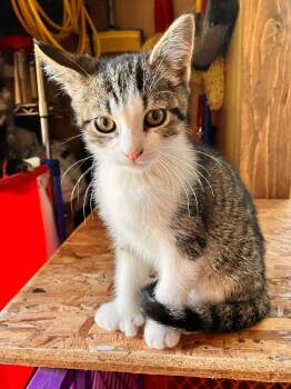Rue -  Domestic Short Hair Cat Available for Adoption in Raritan, New Jersey - Rue | PetCurious