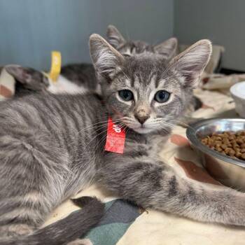 Domestic Short Hair Cats Available for Adoption in Kingman, Arizona - Trevor | PetCurious