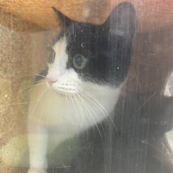Sasha -  Domestic Short Hair Cat for Adoption in Philadelphia, Pennsylvania - Sasha | PetCurious