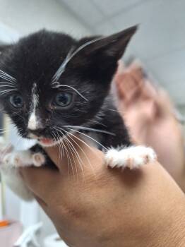 Rescue Domestic Short Hair Cats for Adoption in Pomona, New York - Coraline | PetCurious