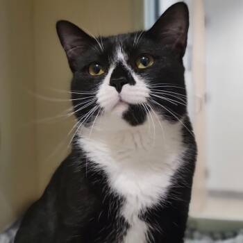 Domestic Short Hair Cats Available for Adoption in Sarasota, Florida - Soot | PetCurious