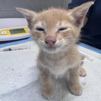 Thunder -  Domestic Short Hair Cat for Adoption in Summerville, South Carolina - Thunder | PetCurious
