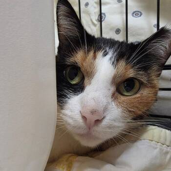 Mew -  Domestic Short Hair Cat for Adoption in Oshkosh, Wisconsin - Mew | PetCurious