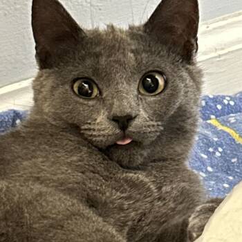 Rescue Domestic Short Hair Cats for Adoption in Pitman, New Jersey - Shelly | PetCurious