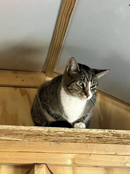 Girly -  Domestic Short Hair Cat for Adoption in Essex, Maryland - Girly | PetCurious