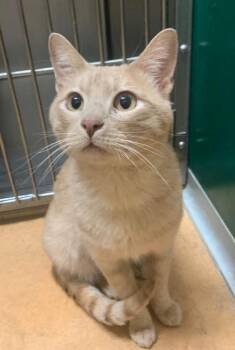 Simba -  Domestic Short Hair Cat for Adoption in Thayne, Wyoming - Simba | PetCurious