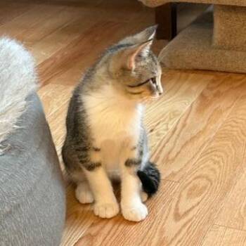 Domestic Short Hair Cats Available for Adoption - Hamich | PetCurious