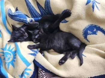 Domestic Short Hair Cats Available for Adoption - Minus | PetCurious