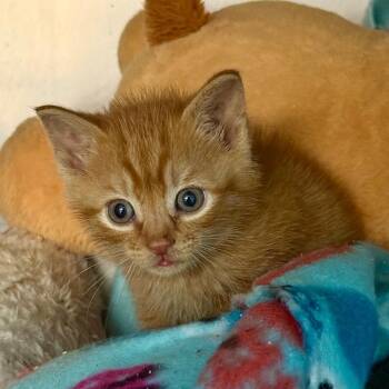 Marmalade -  Domestic Short Hair Cat for Adoption in Troy, Virginia - Marmalade | PetCurious